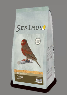 Serinus Canaries Moulting