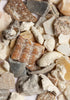 Psittacus Grain de Calcium Gros