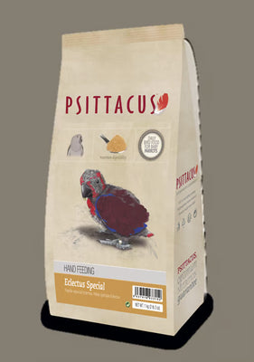 Psittacus Eclectus Hand Feeding